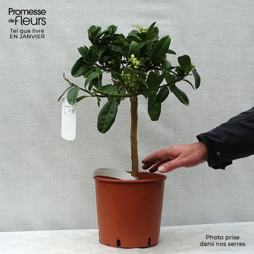 Citrus medica var. sarcodactylis - Cedro (agrume) Vaso da 4L/5L, Vaso impalcato basso esemplare consegnato in inverno