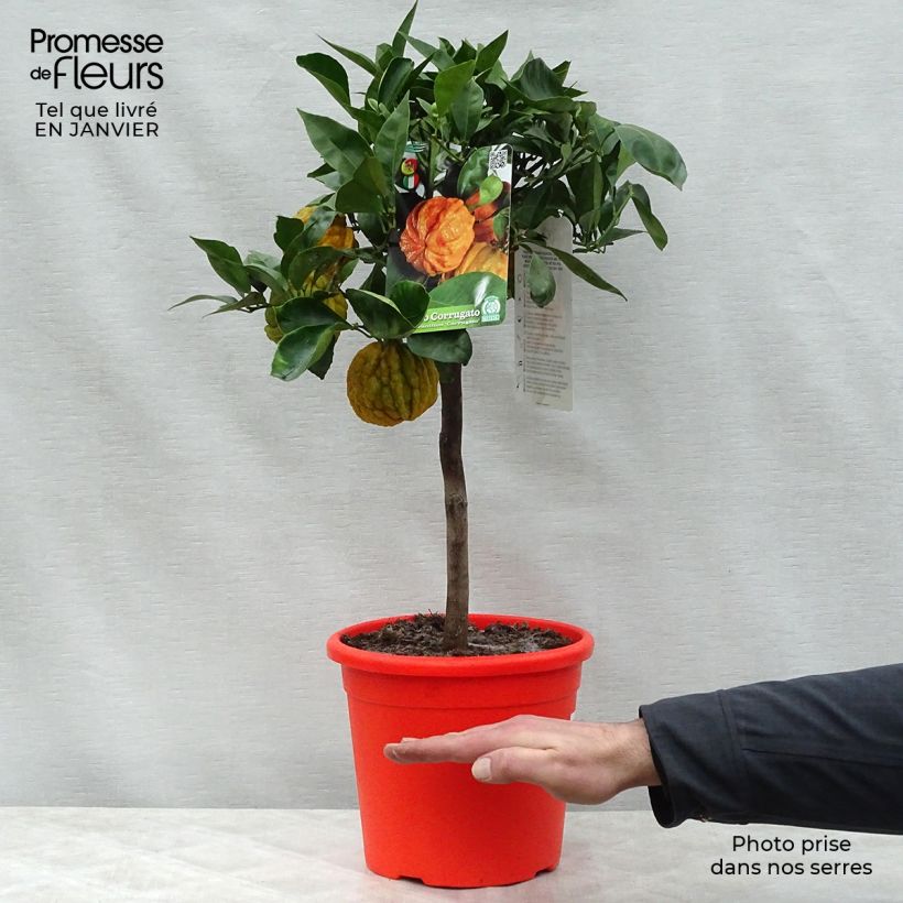 Citrus sinensis x aurantium Corrugata - Arancio Vaso da 4L/5L, Vaso impalcato basso esemplare consegnato in inverno