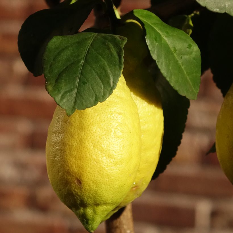 Citrus limon 4 stagioni - Limone (Fioritura)