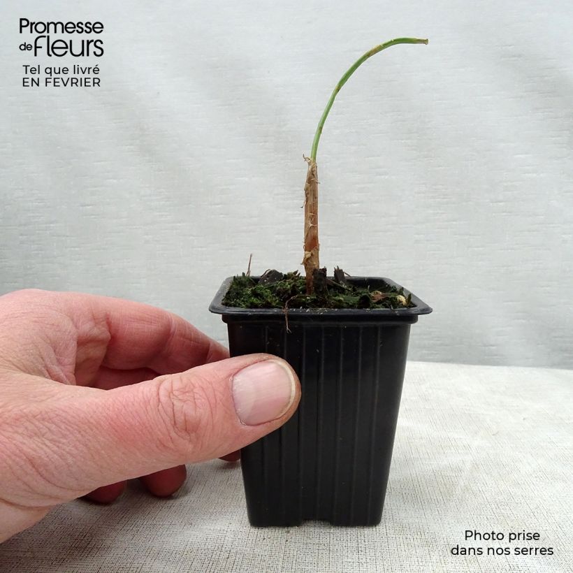 Cipolla d'inverno St Jacques Vasetto da 7/8 cm esemplare consegnato in inverno