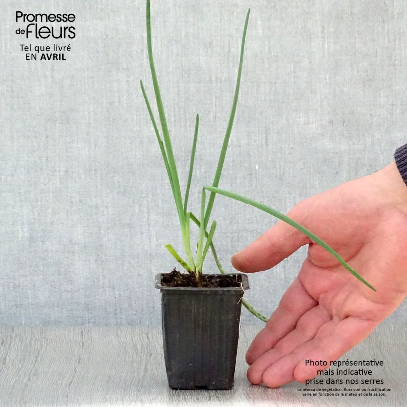 Cipolla d'inverno St Jacques Vasetto da 7/8 cm esemplare consegnato in primavera