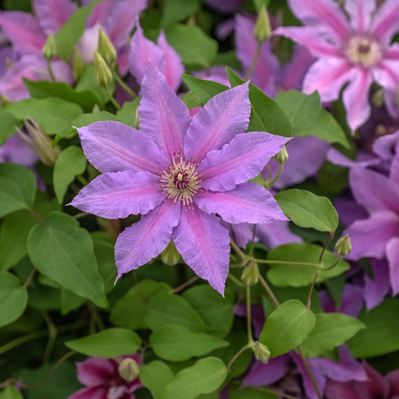 Clematis Tumaini - Clematide (Fioritura)
