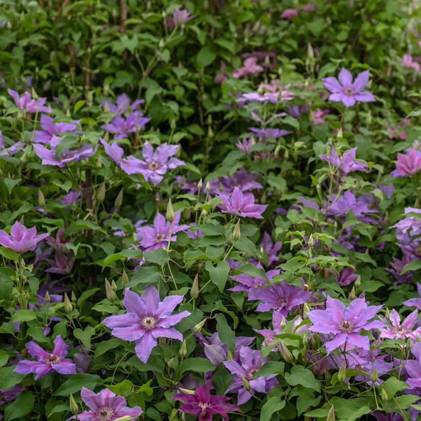 Clematis Tumaini - Clematide (Porto)