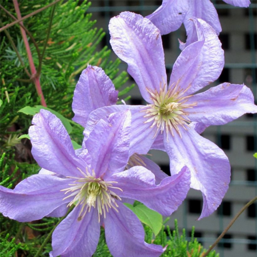 Clematis Prince Charles - Clematide (Fioritura)