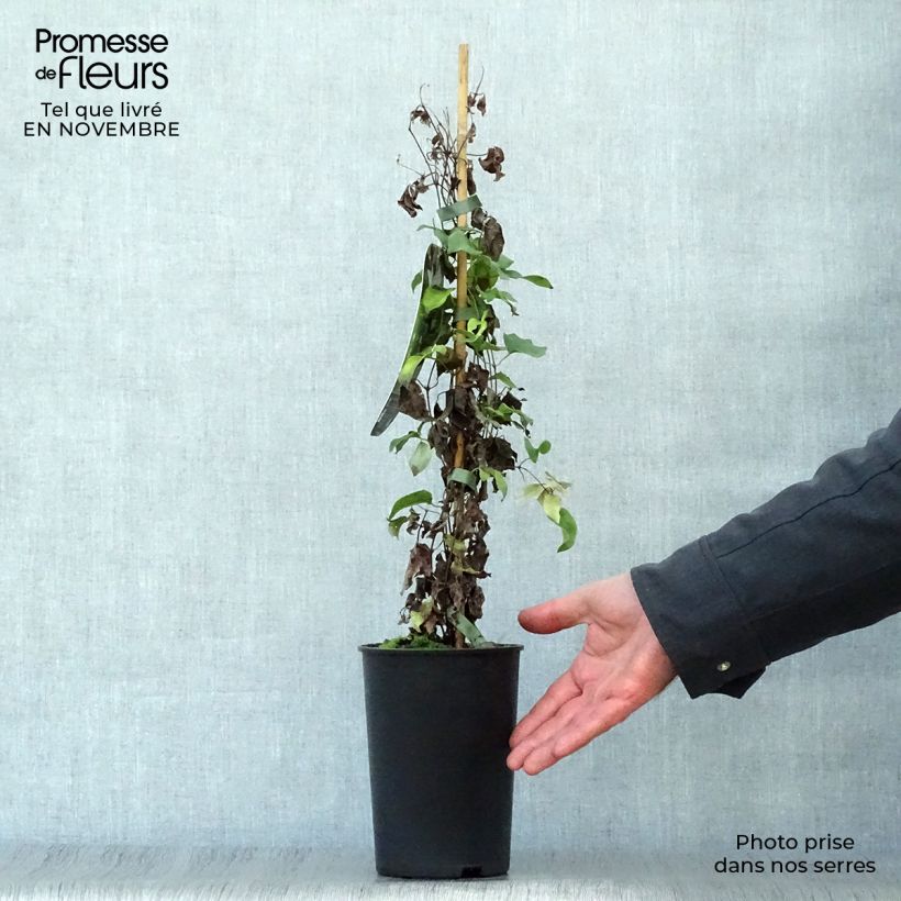 Esemplare di Clematis integrifolia Baby Star - Clematide Vaso da 2L/3L come consegnato in autunno