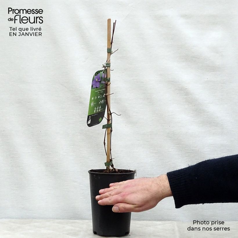 Clematis Général Sikorski - Clematide Vaso da 2L/3L esemplare consegnato in inverno