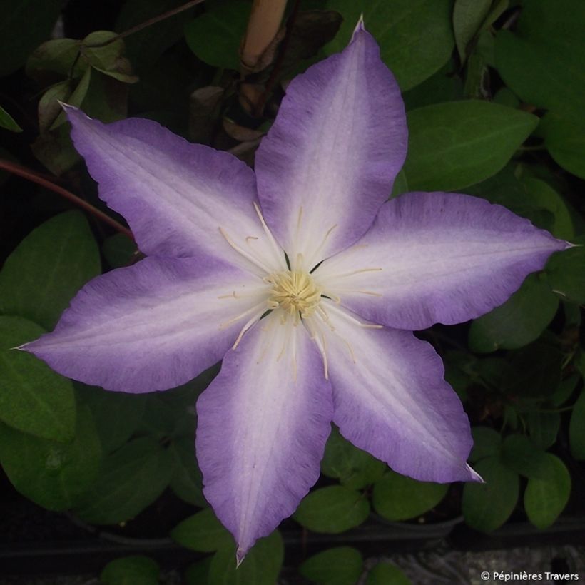 Clematis Ice Crystal - Clematide (Fioritura)