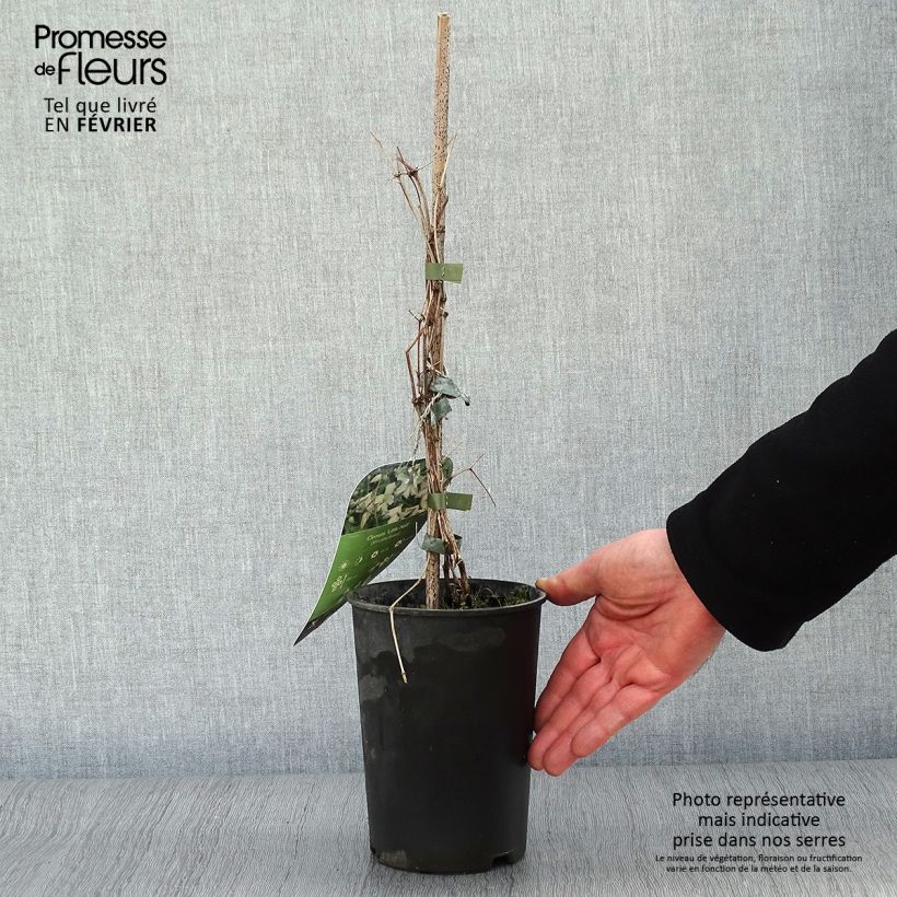 Clematis Little Nell - Clematide Vaso da 2L/3L esemplare consegnato in inverno