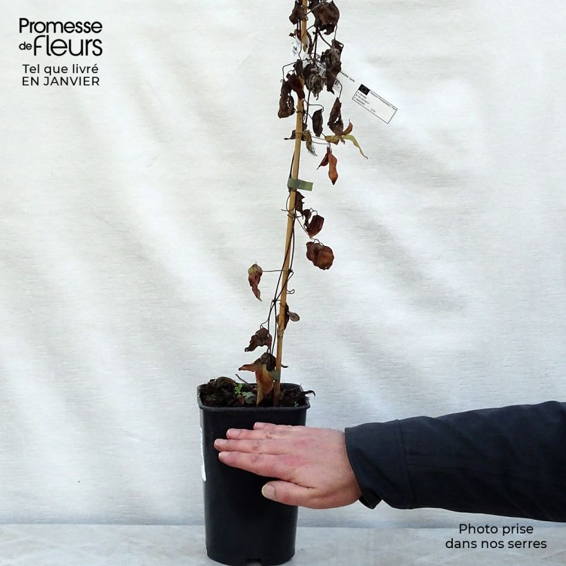 Clematis Maria Skłodowska Curie - Clematide Vaso da 2L/3L esemplare consegnato in inverno