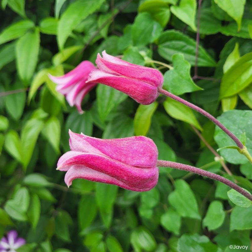 Clematis texensis Notre-Dame de Paris - Clematide (Fioritura)