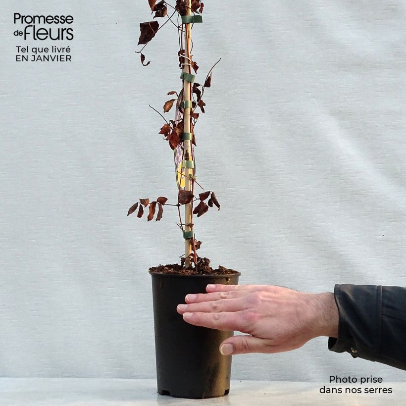 Clematis Prince Charles - Clematide Vaso da 2L/3L esemplare consegnato in inverno