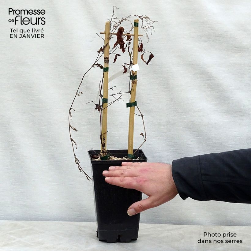 Clematis Sen no Kaze - Clematide Vaso da 2L/3L esemplare consegnato in inverno