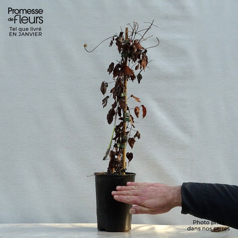 Clematis Warszawska Nike - Clematide Vaso da 2L/3L esemplare consegnato in inverno