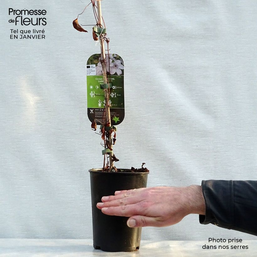 Clematis White Pearl - Clematide Vaso da 2L/3L esemplare consegnato in inverno