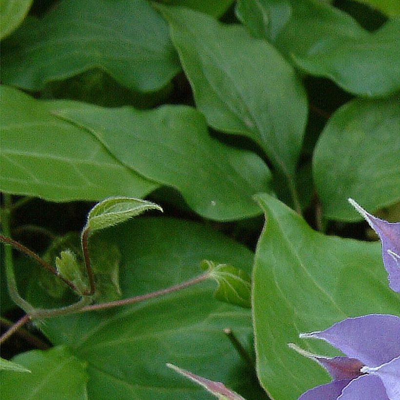 Clematis Yvette Houry - Clematide (Fogliame)