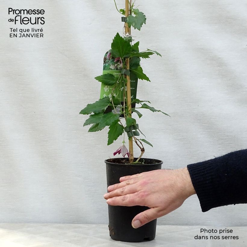 Clematis cirrhosa Freckles Vaso da 2L/3L esemplare consegnato in inverno