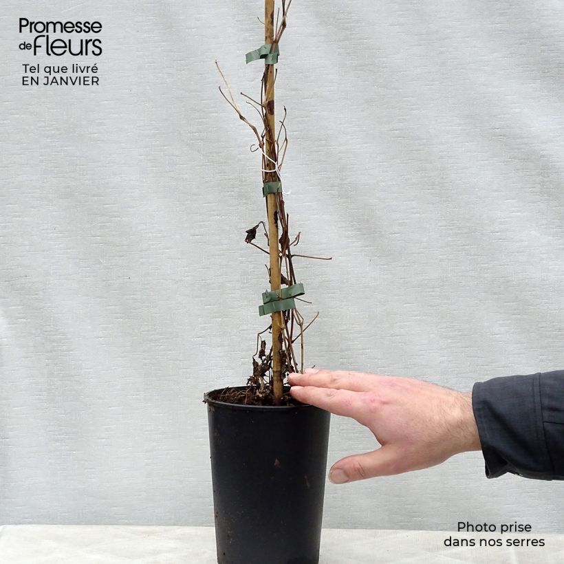 Clematis fargesii Summersnow - Clematide Vaso da 2L/3L esemplare consegnato in inverno