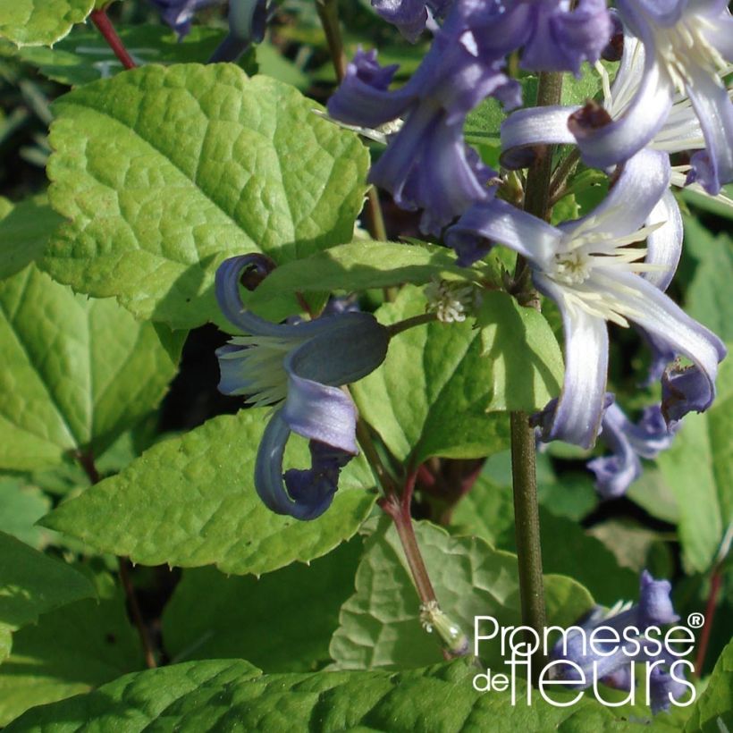 Clematis heracleifolia Côte d'Azur - Clematide (Fogliame)