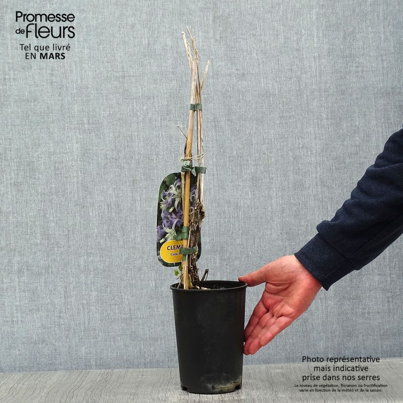 Clematis heracleifolia Côte d'Azur - Clematide Vaso da 2L/3L esemplare consegnato in inverno