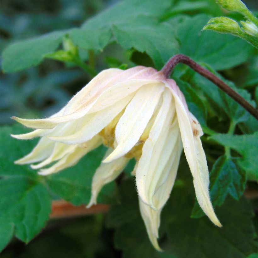 Clematis koreana Amber - Clematide (Fioritura)