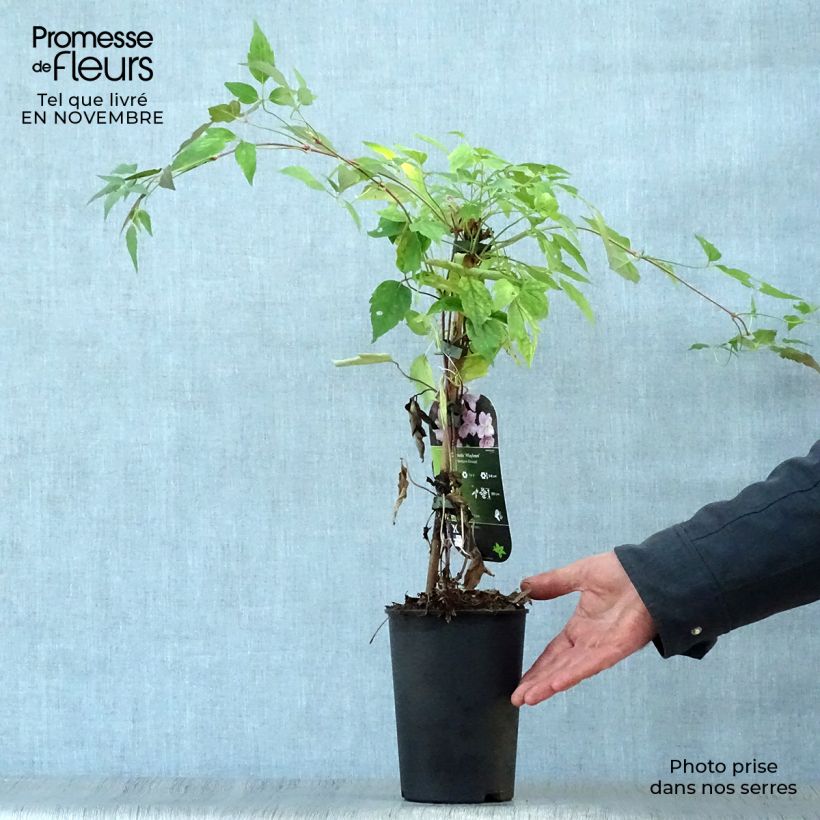 Esemplare di Clematis montana Mayleen - Clematide Vaso da 2L/3L come consegnato in autunno