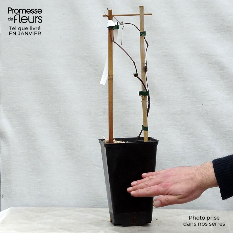 Clematis texensis Queen Maxima - Clematide Vaso da 1,5L/2L esemplare consegnato in inverno