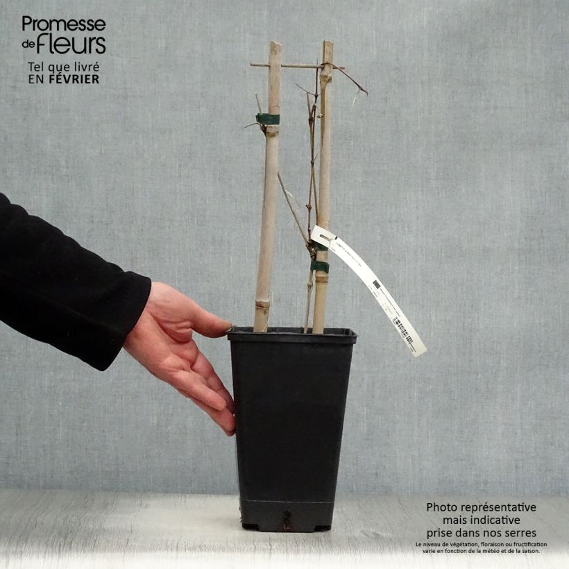 Clematis Black Tea - Clematide Vaso da 1,5L/2L esemplare consegnato in inverno