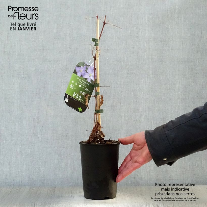Clematis Blekitny aniol - Clematide Vaso da 1,5L/2L esemplare consegnato in inverno