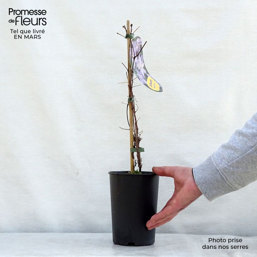 Clematis Blekitny aniol - Clematide Vaso da 1,5L/2L esemplare consegnato in primavera