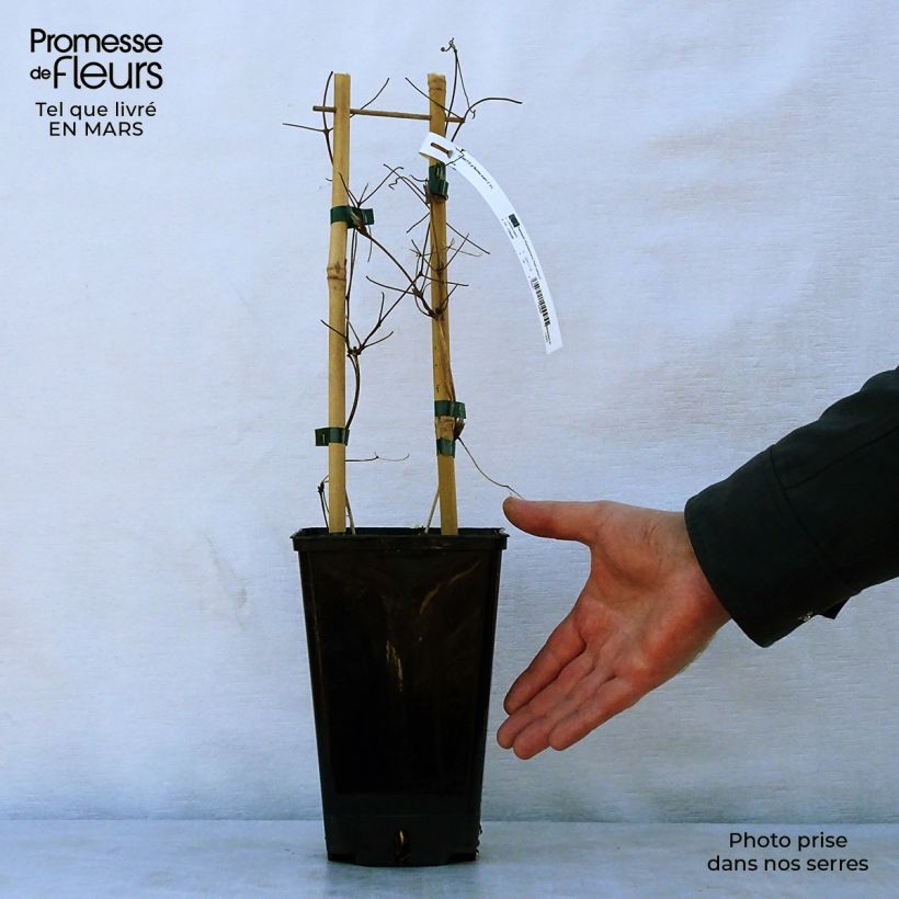 Clematis Black Tea - Clematide Vaso da 2L/3L esemplare consegnato in primavera