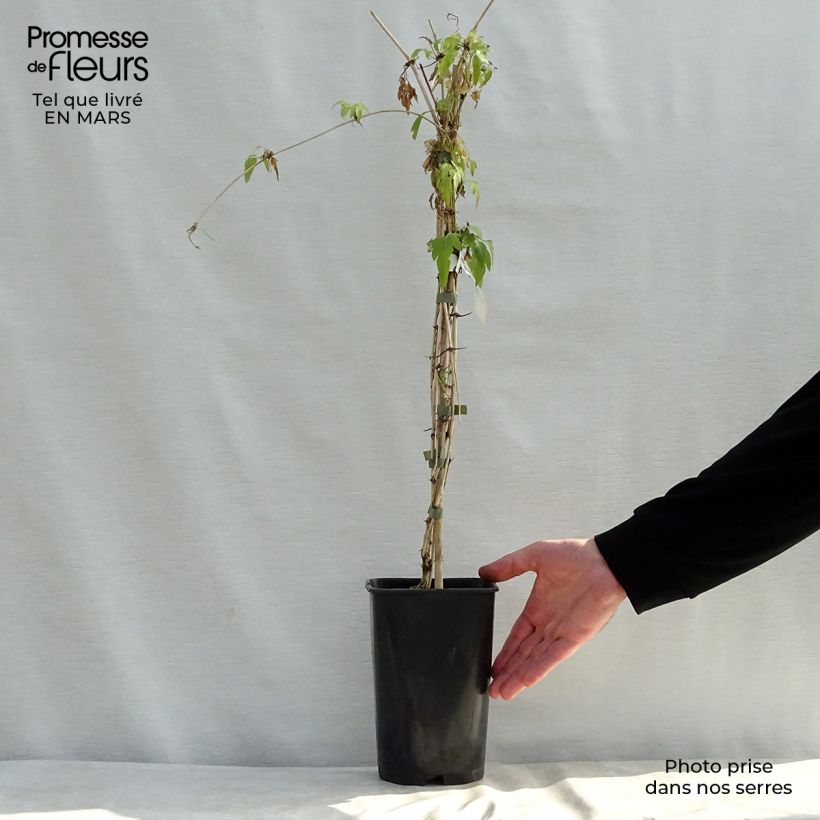 Clematis napaulensis Christmas Surprise - Clematide Vaso da 2L/3L esemplare consegnato in primavera