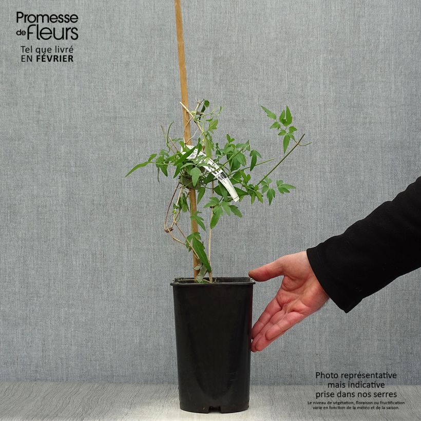 Clematis napaulensis Christmas Surprise - Clematide Vaso da 2L/3L esemplare consegnato in inverno