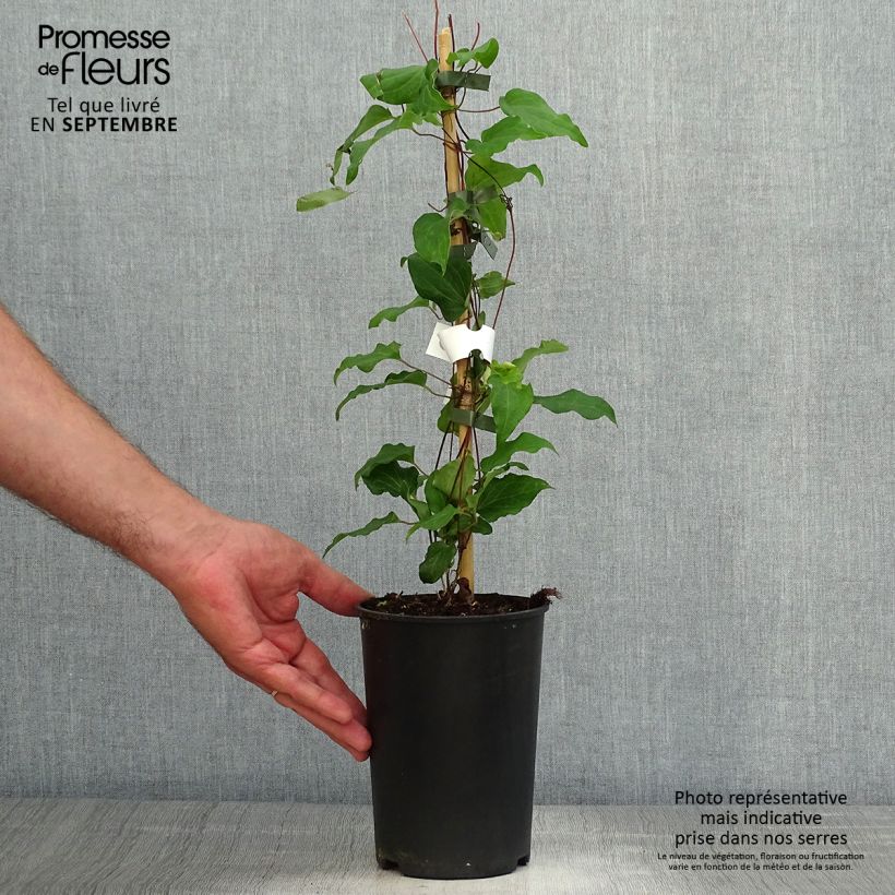 Esemplare di Clematis Alice Fisk - Clematide Vaso da 2L/3L come consegnato in autunno