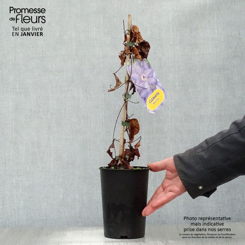 Clematis Alice Fisk - Clematide Vaso da 2L/3L esemplare consegnato in inverno