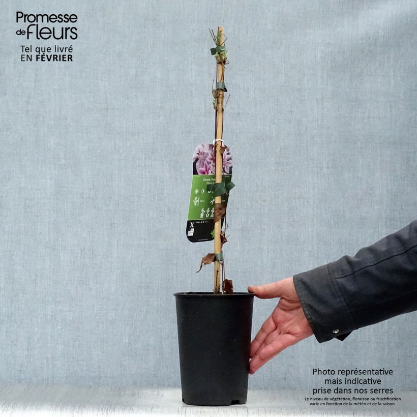 Clematis Andromeda - Clematide Vaso da 2L/3L esemplare consegnato in inverno