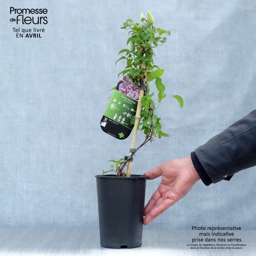 Clematis Andromeda - Clematide Vaso da 2L/3L esemplare consegnato in primavera