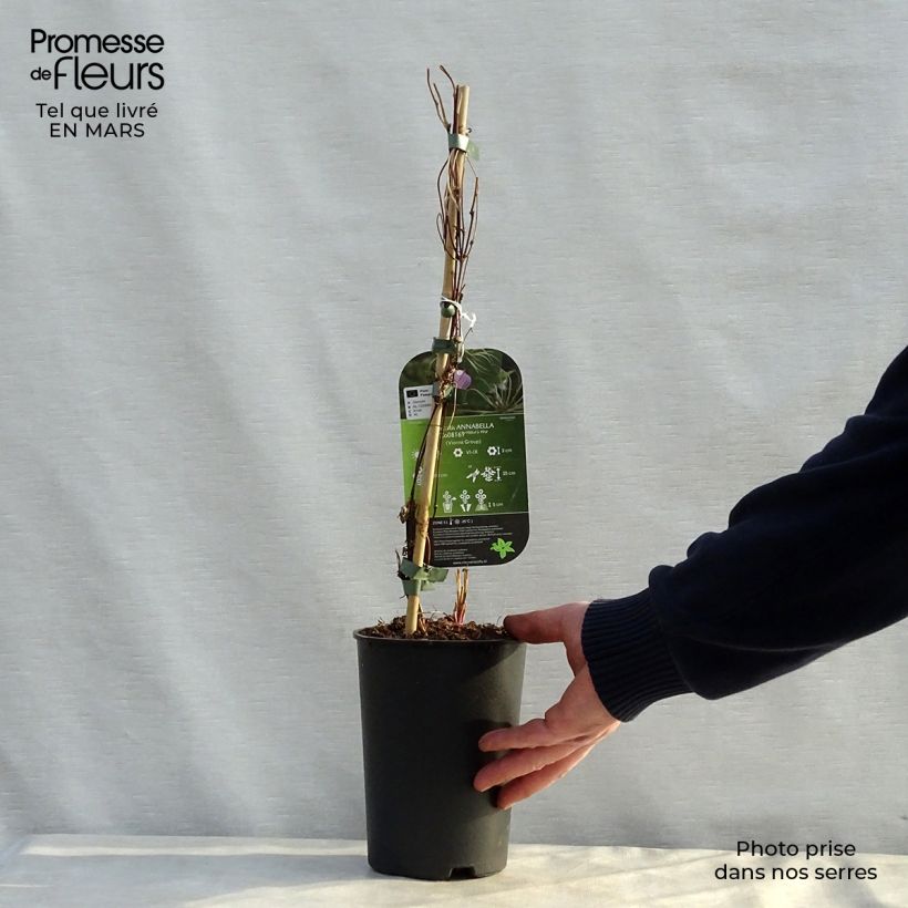 Clematis Annabella - Clematide Vaso da 2L/3L esemplare consegnato in primavera