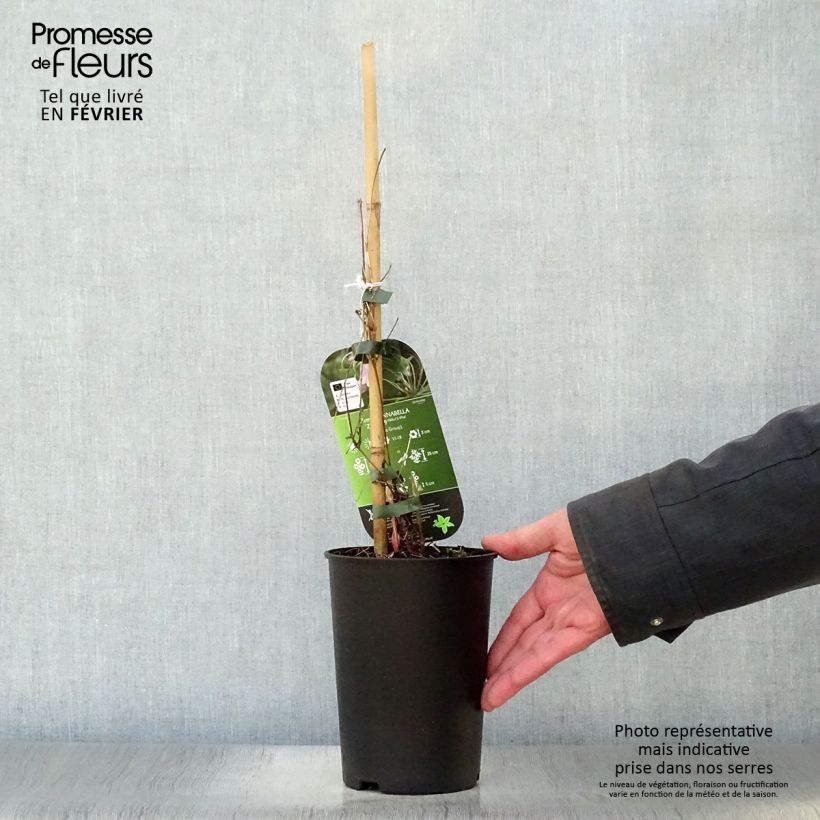 Clematis Annabella - Clematide Vaso da 2L/3L esemplare consegnato in inverno