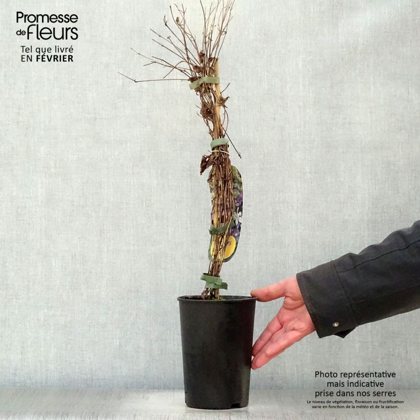 Clematis Arabella - Clematide Vaso da 1,5L/2L esemplare consegnato in inverno