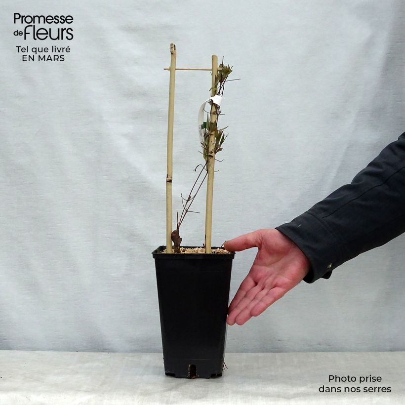 Clematis Asao - Clematide Vaso da 2L/3L esemplare consegnato in primavera