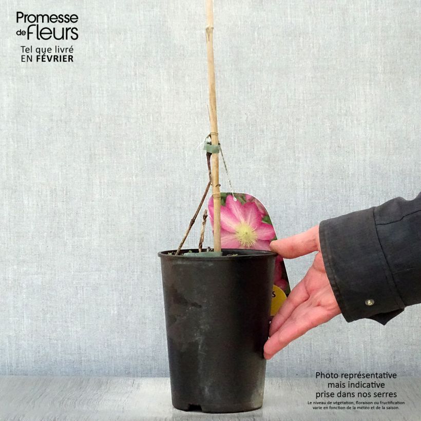 Clematis Asao - Clematide Vaso da 2L/3L esemplare consegnato in inverno