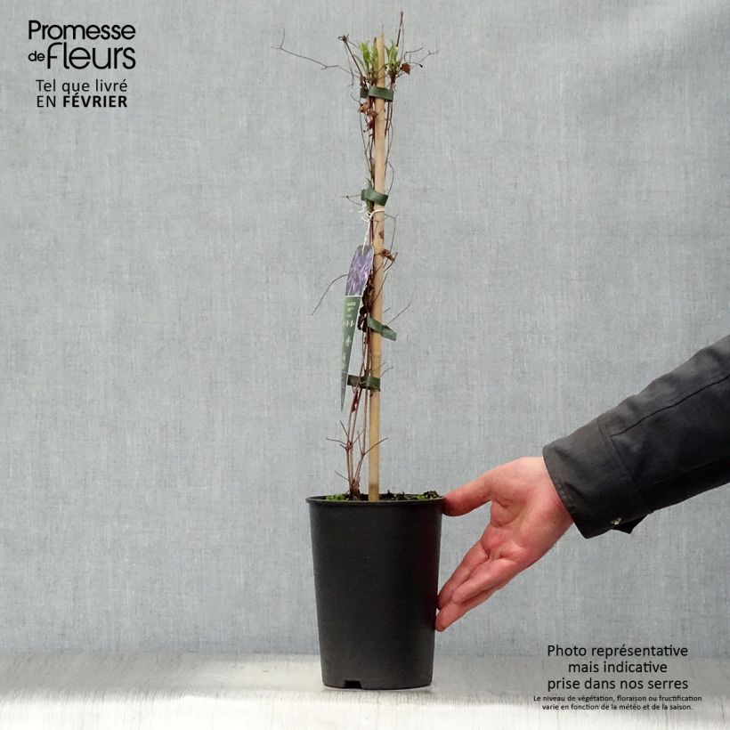 Clematis viticella Astra nova - Clematide Vaso da 2L/3L esemplare consegnato in inverno