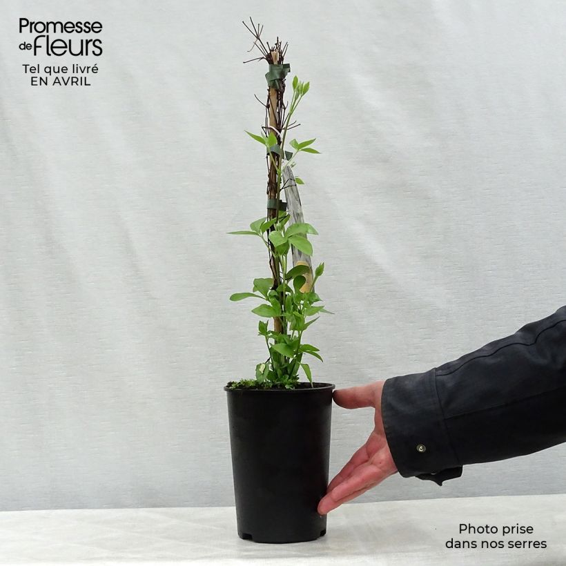 Clematis integrifolia Baby Star - Clematide Vaso da 2L/3L esemplare consegnato in primavera