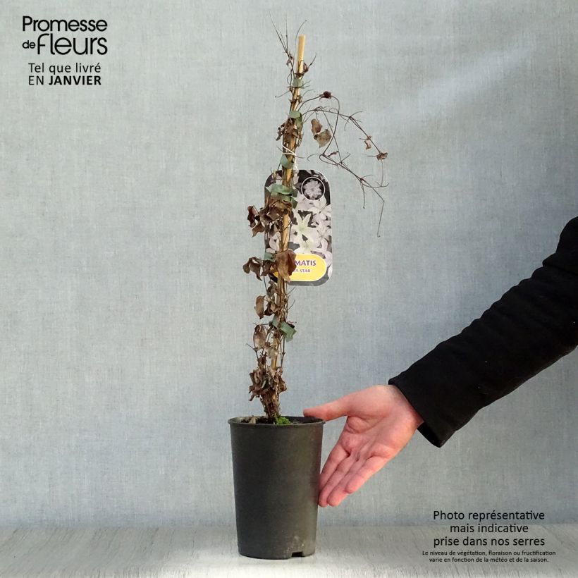 Clematis integrifolia Baby Star - Clematide Vaso da 2L/3L esemplare consegnato in inverno