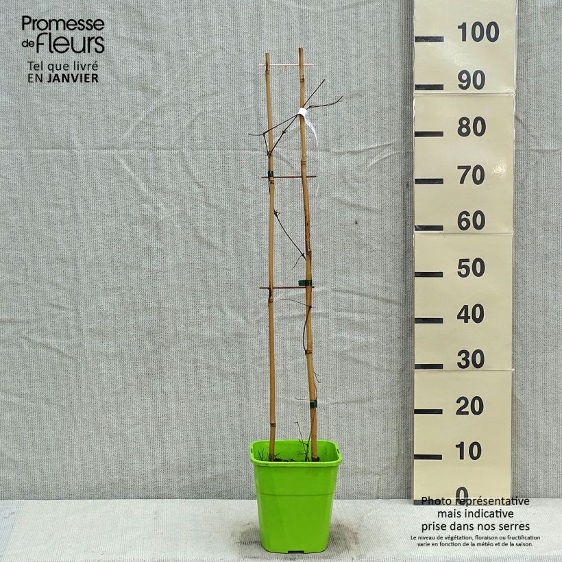 Clematis Barbara Harrington - Clematide Vaso da 3L/4L esemplare consegnato in inverno