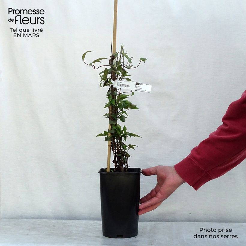 Clematis Beata - Clematide Vaso da 2L/3L esemplare consegnato in primavera