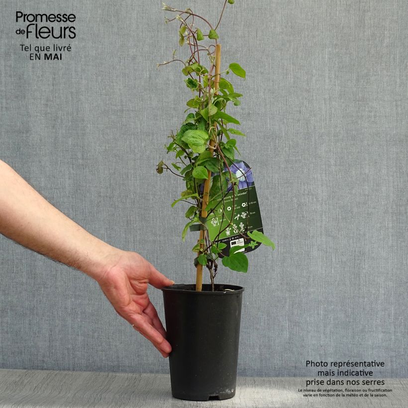 Clematis Beauty of Worcester - Clematide Vaso da 1,5L/2L esemplare consegnato in primavera