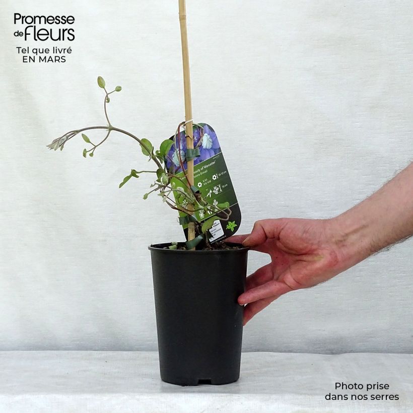 Clematis Beauty of Worcester - Clematide Vaso da 1,5L/2L esemplare consegnato in inverno