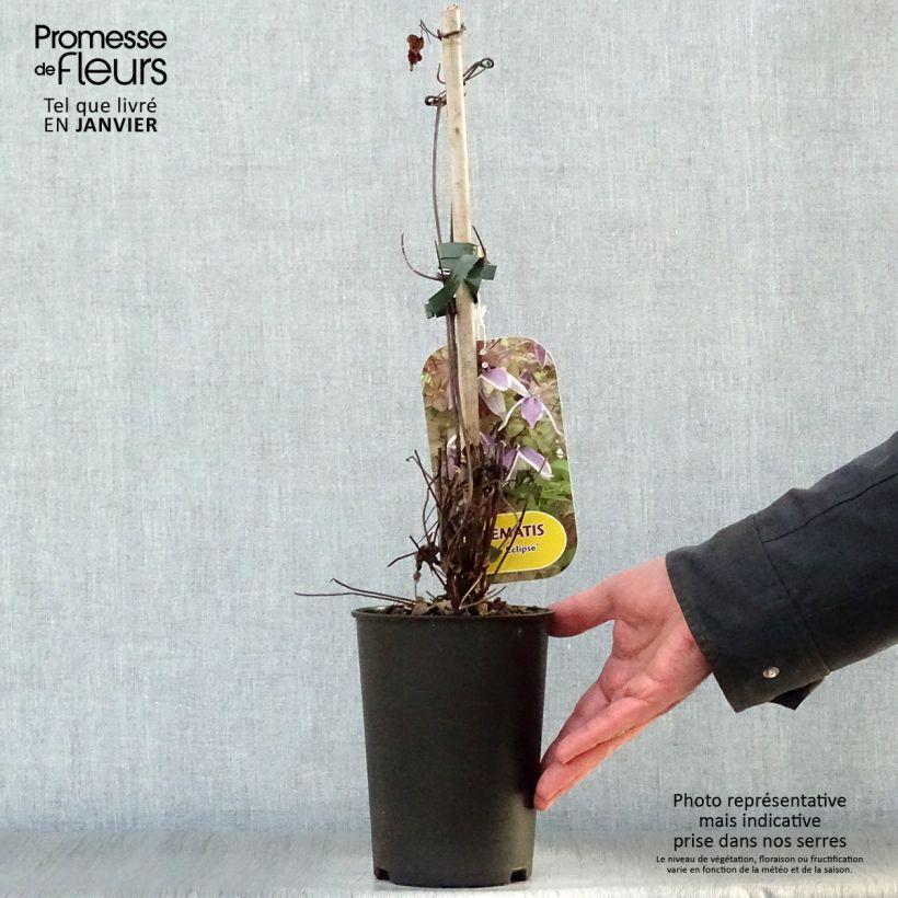 Clematis Blue Eclipse - Clematide Vaso da 2L/3L esemplare consegnato in inverno