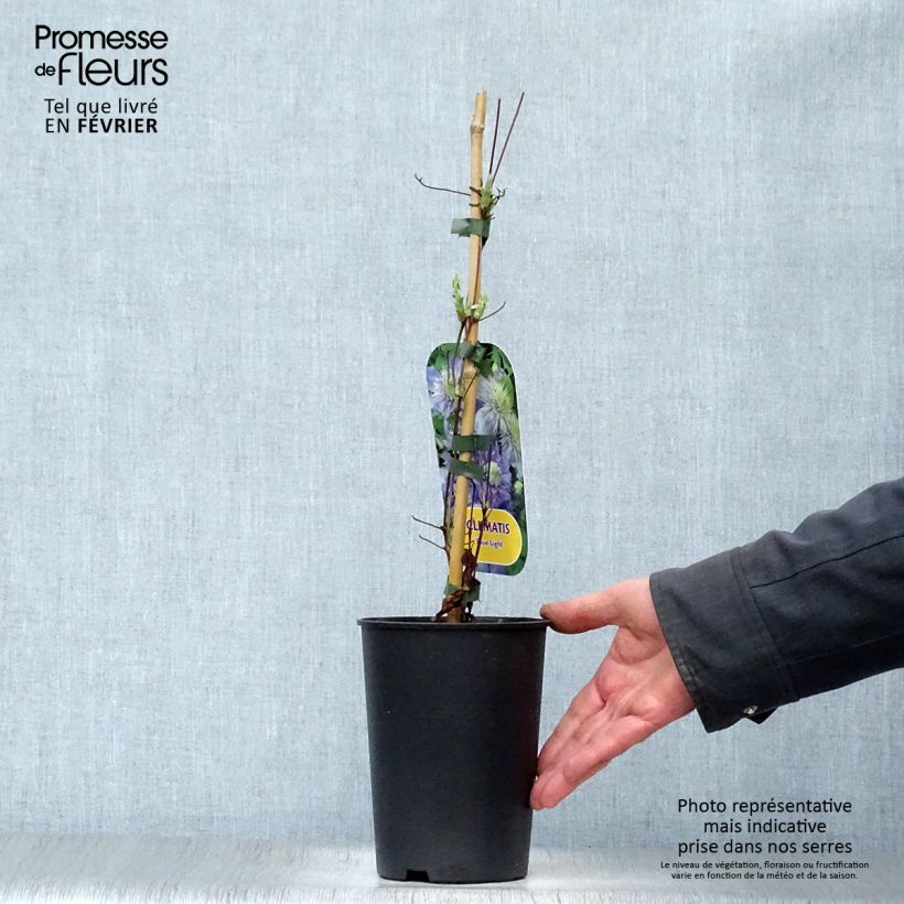 Clematis Blue Light - Clematide Vaso da 1,5L/2L esemplare consegnato in inverno